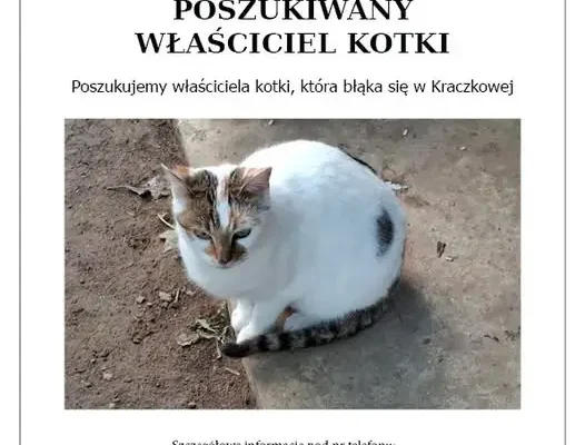 Znalazła się kotka w Kraczkowej – szukamy właściciela