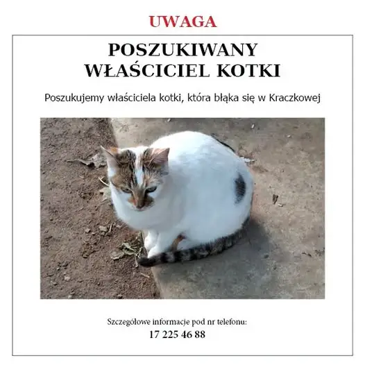Znalazła się kotka w Kraczkowej – szukamy właściciela