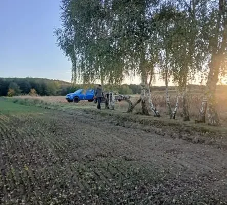 Porządki na cmentarzu cholerycznym przed Wszystkimi Świętymi